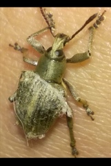 Cydianerus argenteus