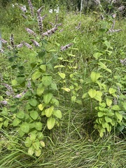 Mentha × rotundifolia