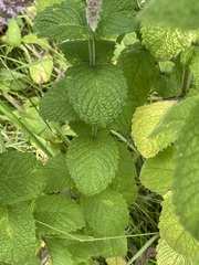 Mentha × rotundifolia