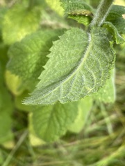 Mentha × rotundifolia