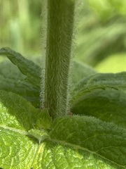 Mentha × rotundifolia
