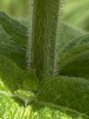 Mentha × rotundifolia