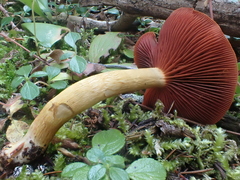 Cortinarius ominosus