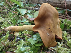 Cortinarius ominosus