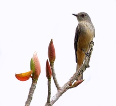 Knipolegus poecilurus