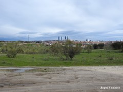 Retama sphaerocarpa