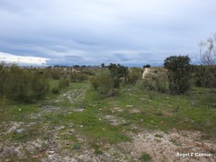 Retama sphaerocarpa