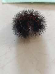 Hypercompe trinitatis