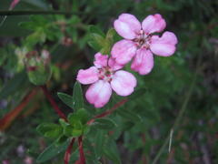 Adenandra fragrans
