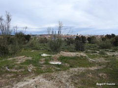 Retama sphaerocarpa