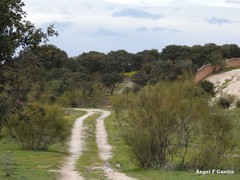 Retama sphaerocarpa