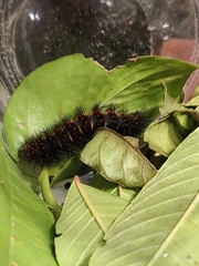 Hypercompe trinitatis