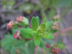 Adenandra fragrans