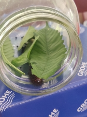 Hypercompe trinitatis