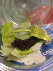 Hypercompe trinitatis