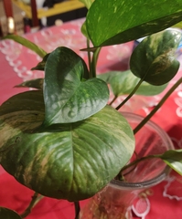 Hypercompe trinitatis