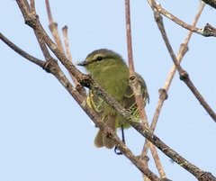 Zimmerius viridiflavus