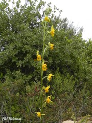 Chloraea galeata