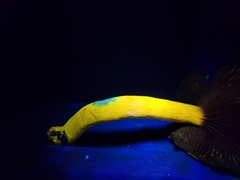 Cortinarius ominosus