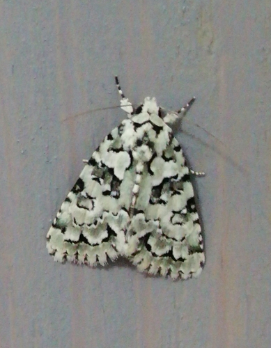 Marbled Green, photo 3 of 9