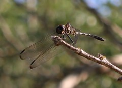 Dythemis velox