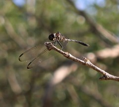 Dythemis velox