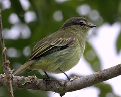 Zimmerius viridiflavus