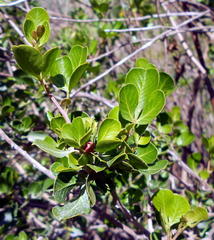 Searsia glauca