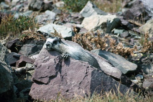Hoary Marmot