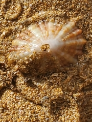 Fissurelloidea