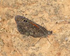 Stygionympha irrorata