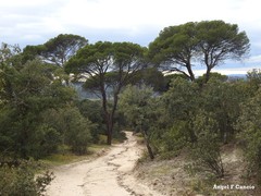 Pinus pinea