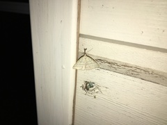 Polypogon tentacularia