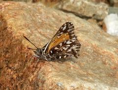 Trimenia macmasteri macmasteri