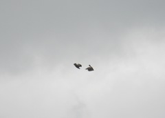 Pteronetta hartlaubii