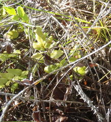 Cheilanthes viridis viridis