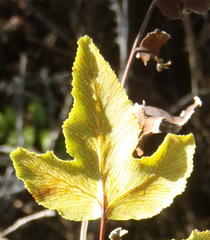 Cheilanthes viridis viridis