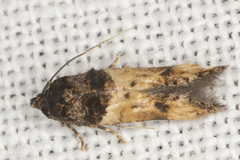 Walshia miscecolorella