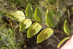 Cheilanthes viridis viridis