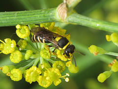 Hylaeus pictus