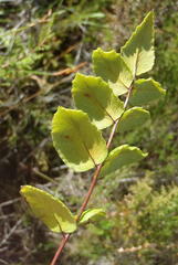 Cheilanthes viridis viridis