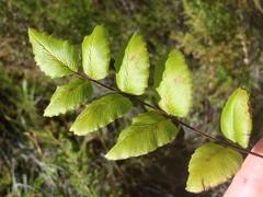 Cheilanthes viridis viridis