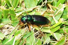 Tetracha virginica