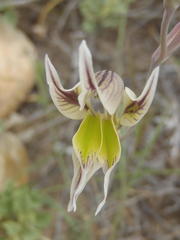 Gladiolus permeabilis permeabilis