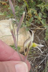 Gladiolus permeabilis permeabilis