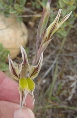 Gladiolus permeabilis permeabilis