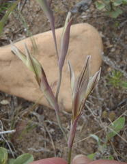 Gladiolus permeabilis permeabilis