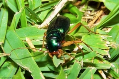 Tetracha virginica