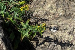 Solidago randii