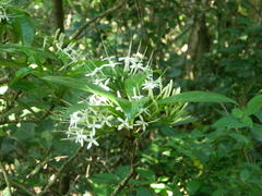 Pavetta inandensis